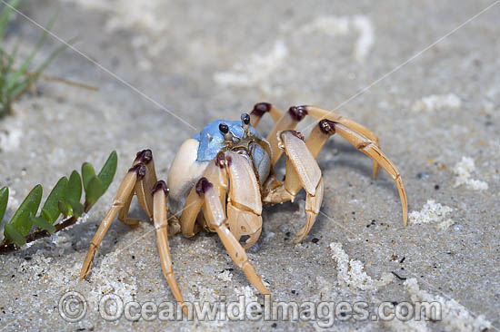 Soldier Crab photo