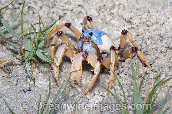 Soldier Crab photo Soldier Crab photo