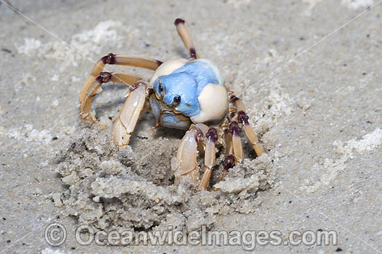 Soldier Crab photo Soldier Crab photo