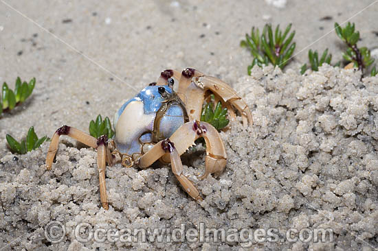 Soldier Crab photo Soldier Crab photo
