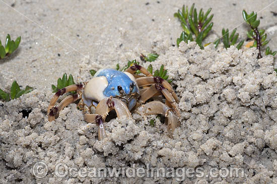 Soldier Crab photo Soldier Crab photo