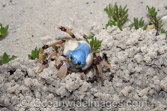 Soldier Crab photo Soldier Crab photo