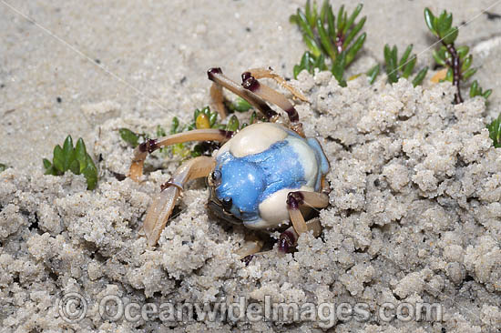 Soldier Crab photo Soldier Crab photo