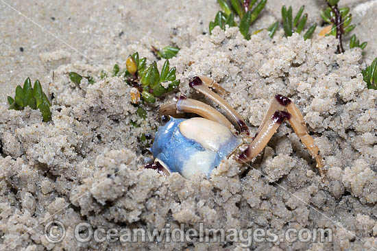 Soldier Crab photo