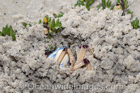 Soldier Crab photo