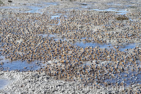Soldier Crabs photo Soldier Crabs photo