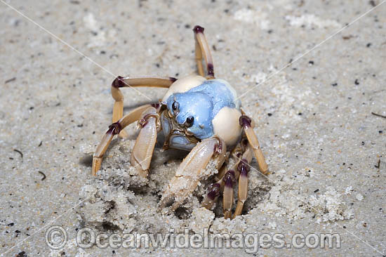 Soldier Crab photo Soldier Crab photo