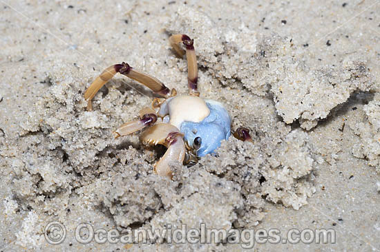 Soldier Crab photo Soldier Crab photo