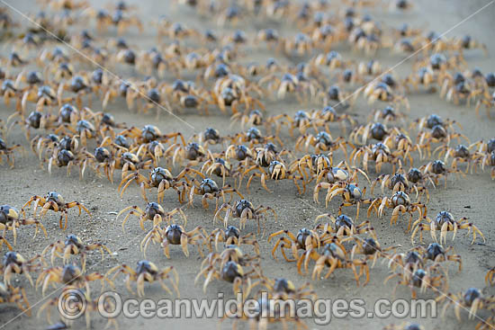 Soldier Crabs photo Soldier Crabs photo
