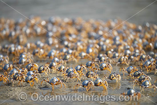 Soldier Crabs photo
