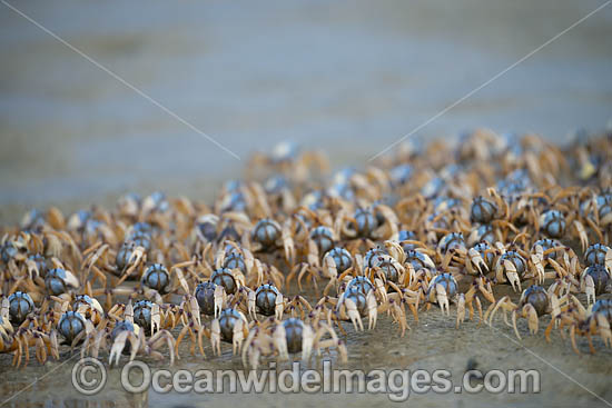 Soldier Crabs photo Soldier Crabs photo