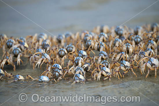 Soldier Crabs photo