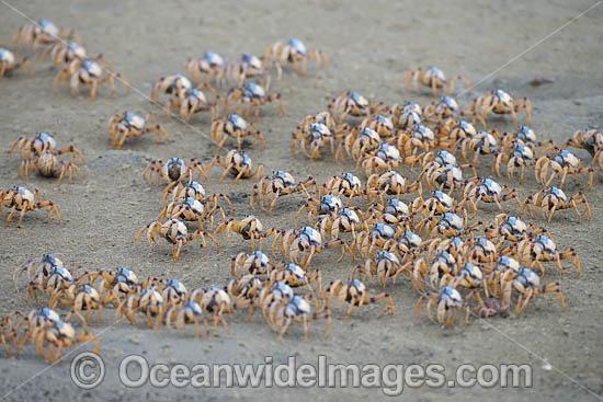 Soldier Crabs photo Soldier Crabs photo