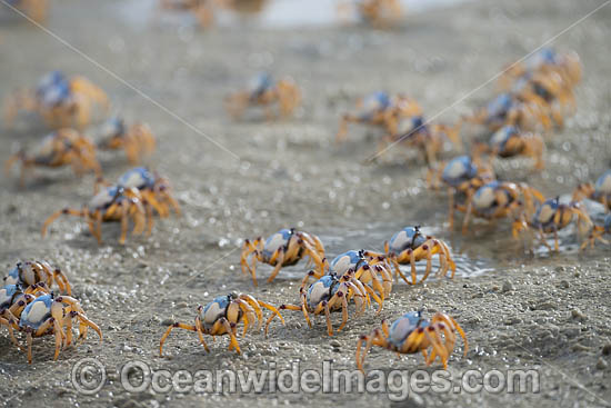 Soldier Crabs photo Soldier Crabs photo