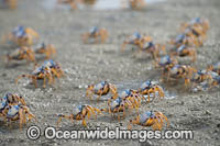 Soldier Crabs Photo - Gary Bell