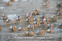 Soldier Crabs Photo - Gary Bell