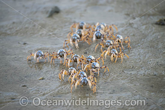 Soldier Crabs photo