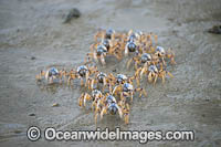 Soldier Crabs Photo - Gary Bell