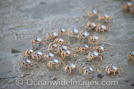 Soldier Crabs photo Soldier Crabs photo