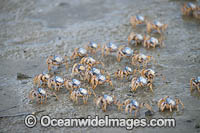 Soldier Crabs Photo - Gary Bell