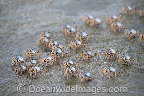 Soldier Crabs photo Soldier Crabs photo