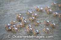 Soldier Crabs Photo - Gary Bell