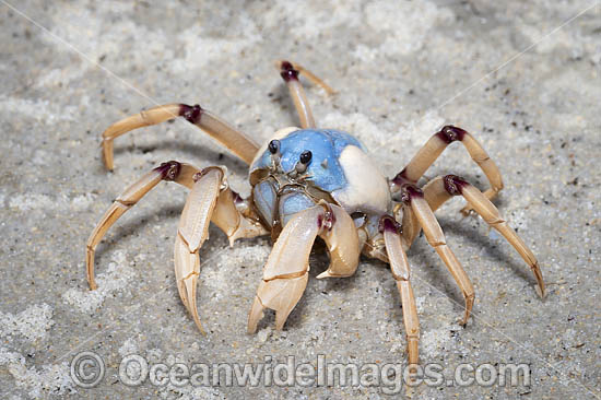 Soldier Crabs photo Soldier Crabs photo