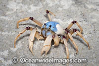Soldier Crabs Photo - Gary Bell