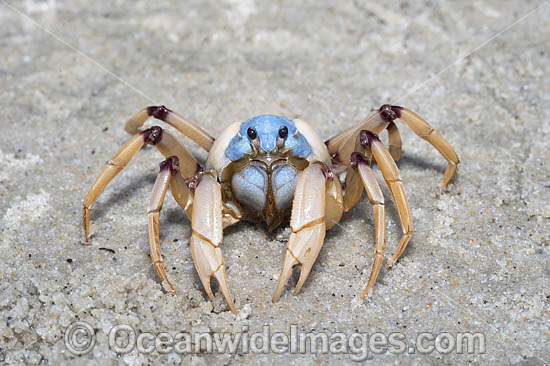 Soldier Crabs photo Soldier Crabs photo