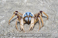 Soldier Crabs Photo - Gary Bell