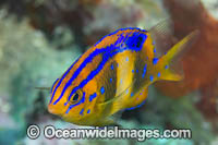 Girdled Scalyfin Photo - Gary Bell