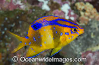 Girdled Scalyfin Photo - Gary Bell