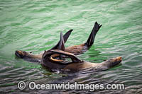 Australian Fur Seals sun baking Photo - Gary Bell
