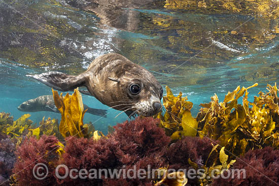 New Zealand Fur Seal photo