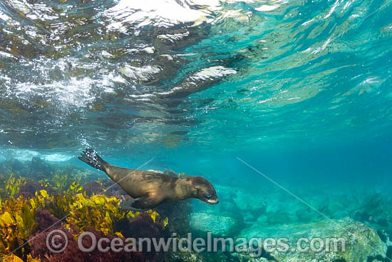 New Zealand Fur Seal photo