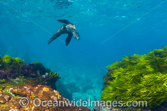 New Zealand Fur Seal pup photo
