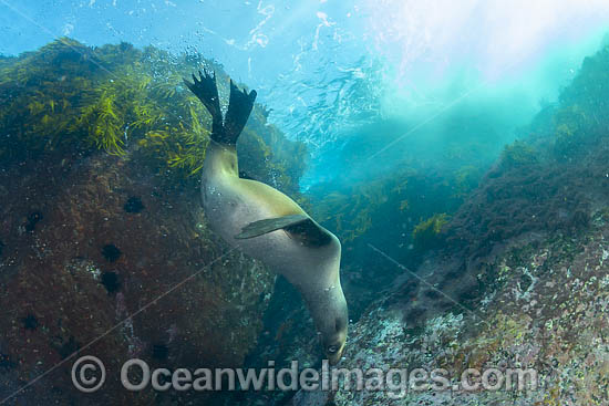 New Zealand Fur Seal photo