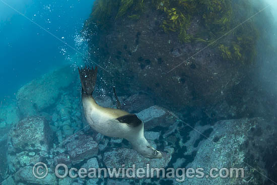 New Zealand Fur Seal photo
