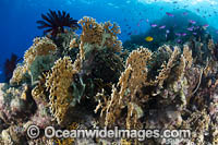 Branching Fire Coral Photo - Gary Bell
