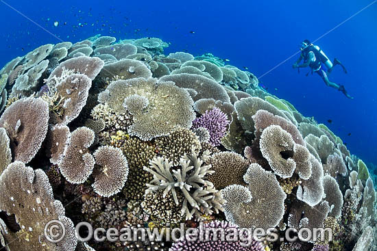 Reefscape Corals PNG photo Reefscape Corals PNG photo