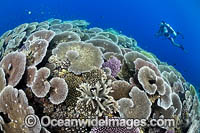 Reefscape Corals PNG Photo - Gary Bell