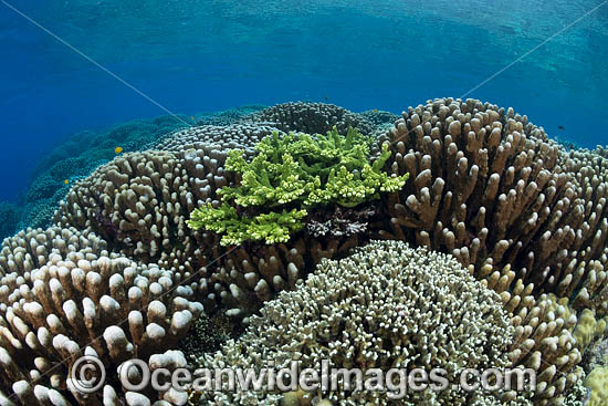 Reefscape Corals PNG photo Reefscape Corals PNG photo