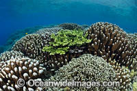 Reefscape Corals PNG Photo - Gary Bell