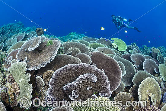 Reef scene PNG photo Reef scene PNG photo