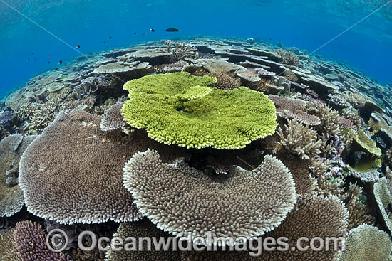 Reefscape Corals PNG photo Reefscape Corals PNG photo