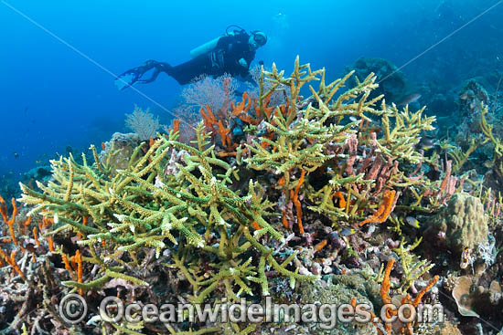 Reef scene PNG photo Reef scene PNG photo