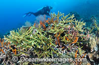 Reef scene PNG Photo - Gary Bell