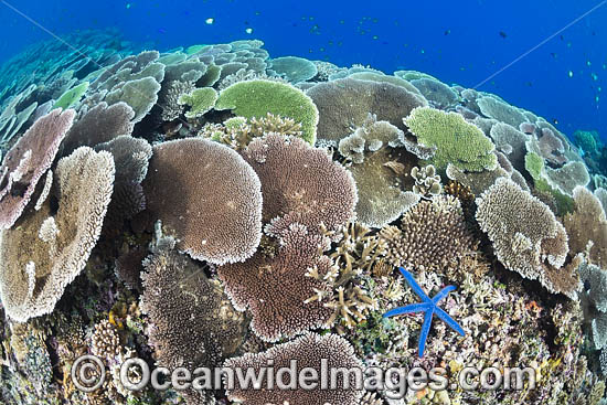 Reefscape Corals PNG photo Reefscape Corals PNG photo
