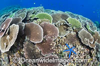 Reefscape Corals PNG Photo - Gary Bell