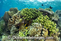 Reef scene PNG Photo - Gary Bell